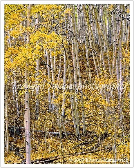 450587   Aspen Forest vertical view